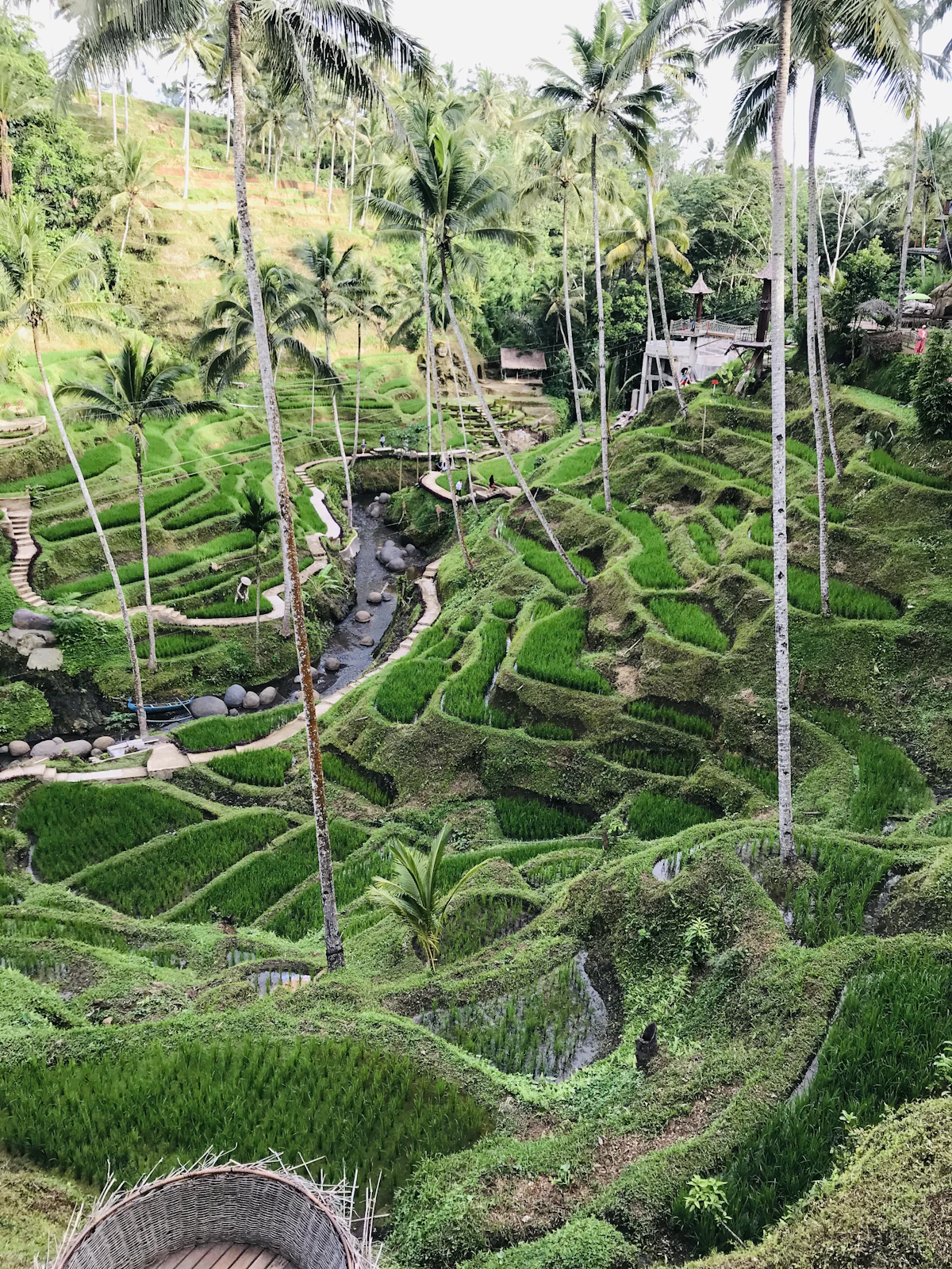 Sawah hijau subur dengan pepohonan