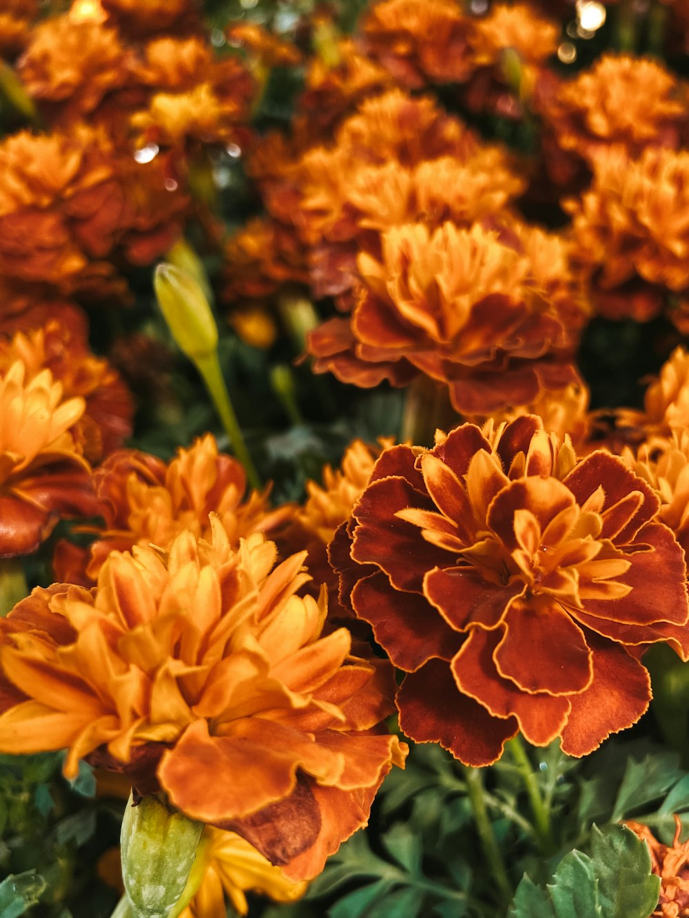 orange flowers in tilt shift lens