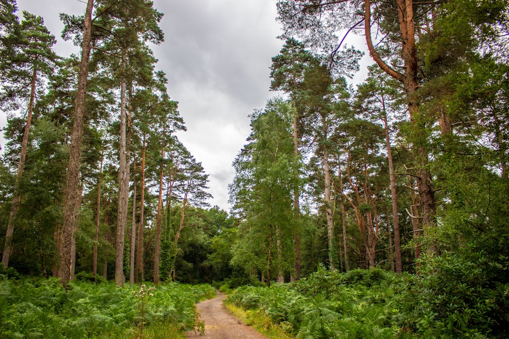 green trees under white clouds during daytime