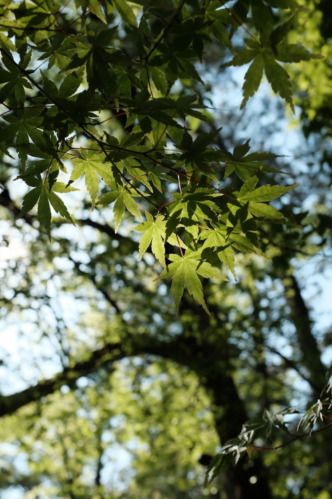 green leaves in tilt shift lens