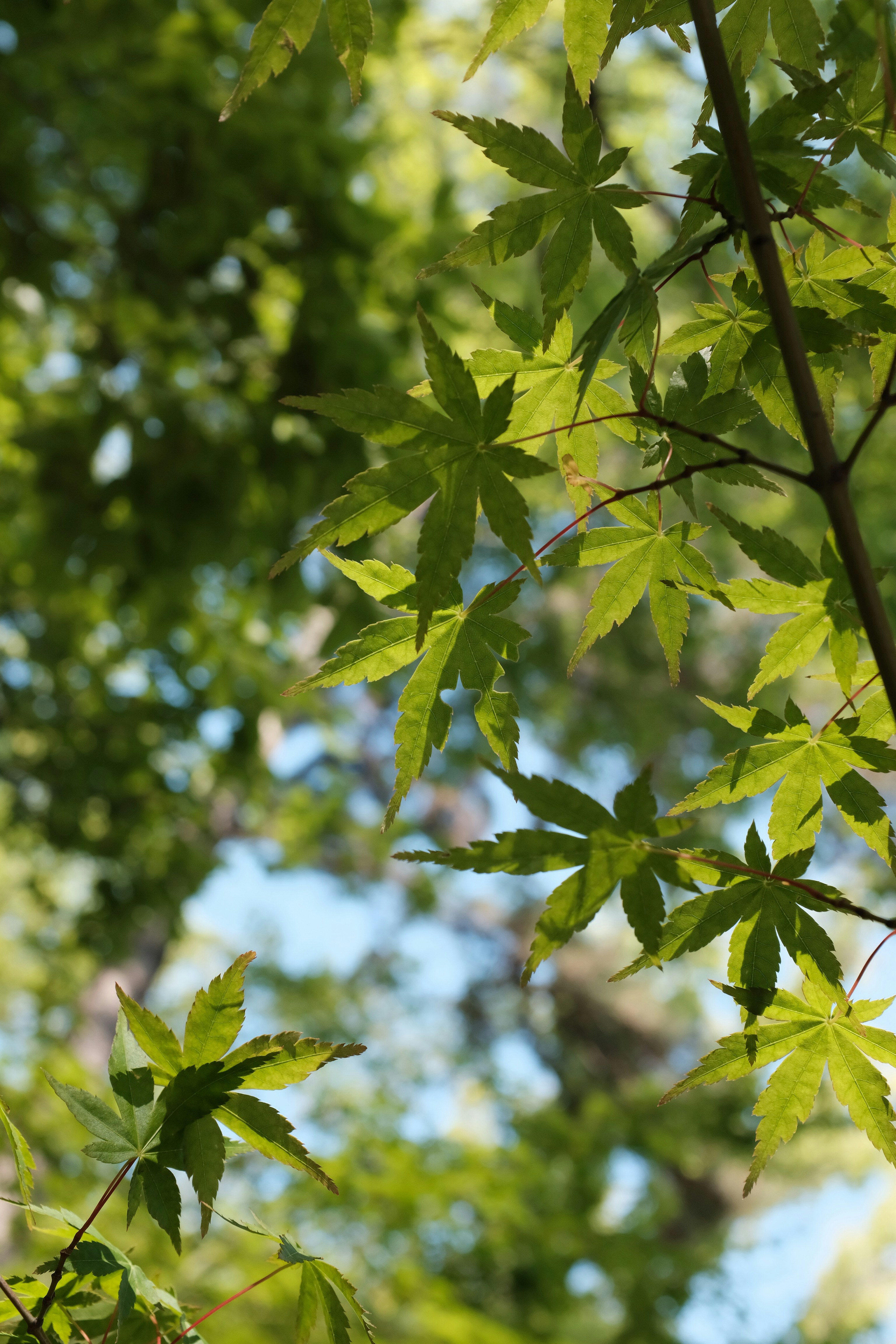 green leaves in tilt shift lens