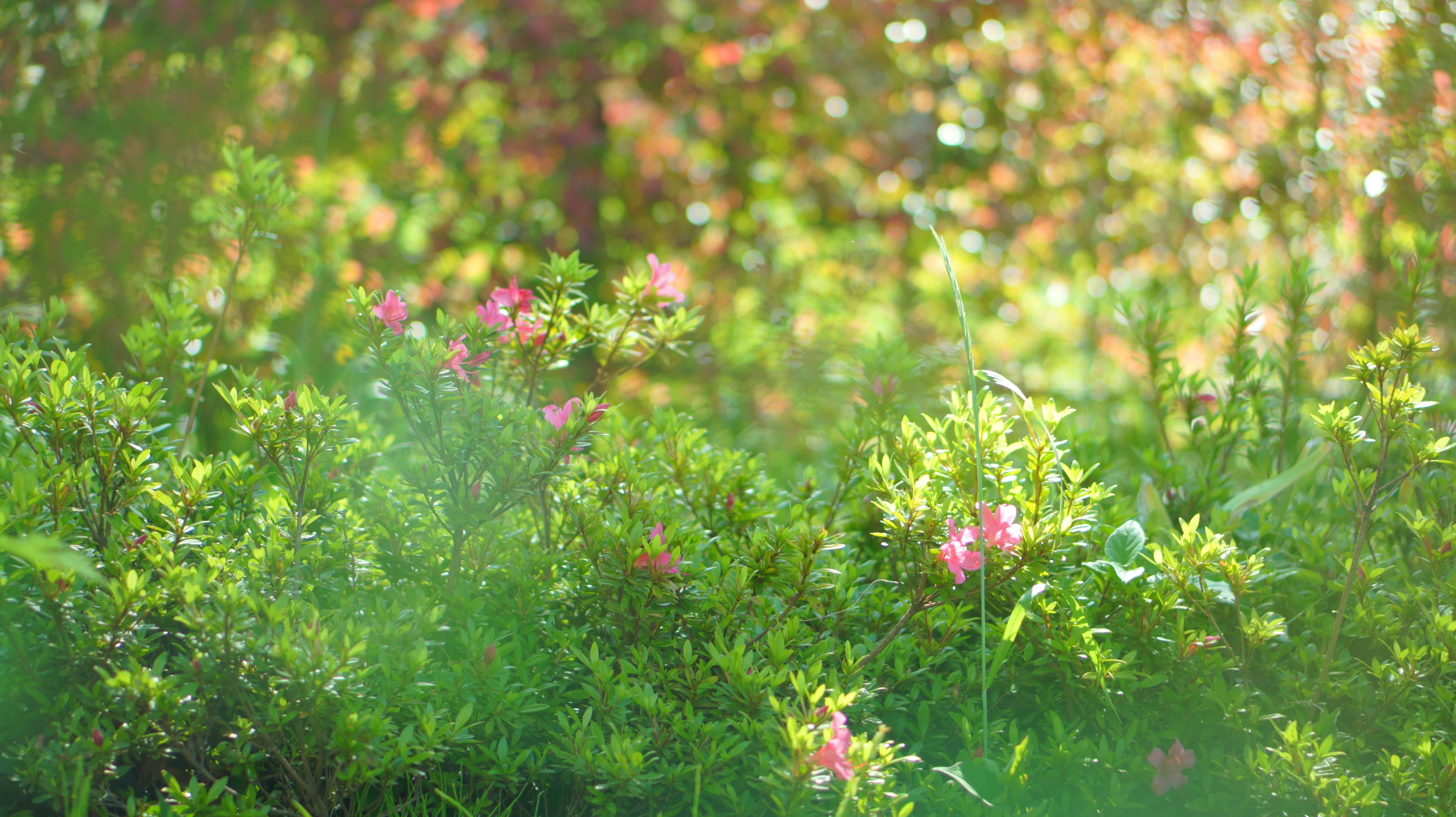 Photo by kiyomishiomura