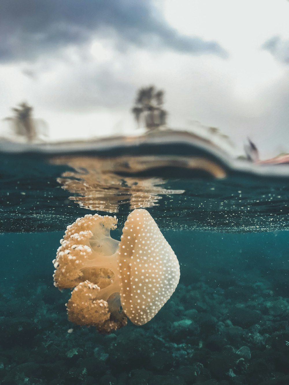 white and yellow flower in water