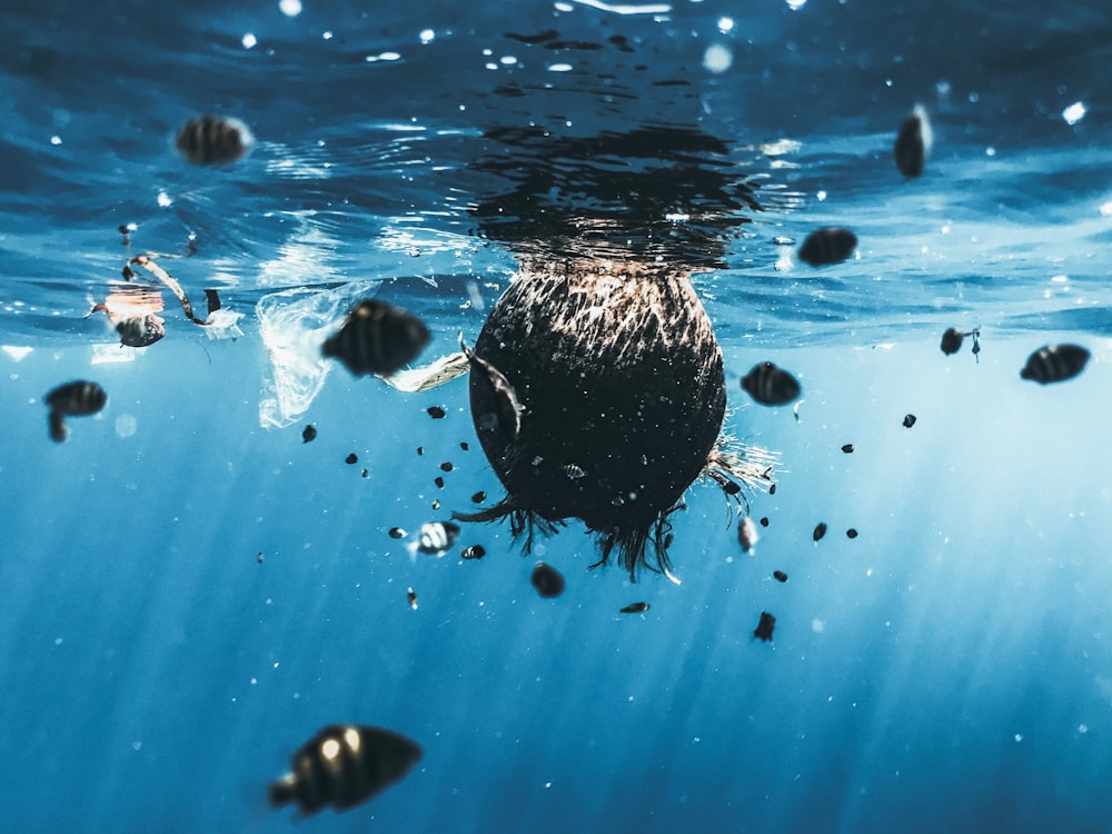 brown and black fish in water