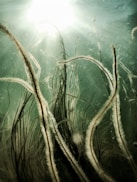 green and brown plant under water