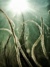 green and brown plant under water