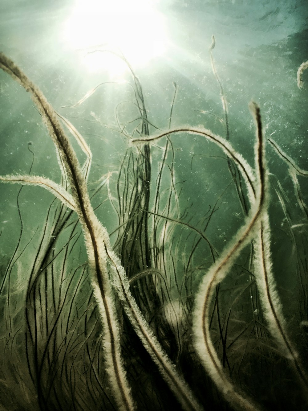 green and brown plant under water