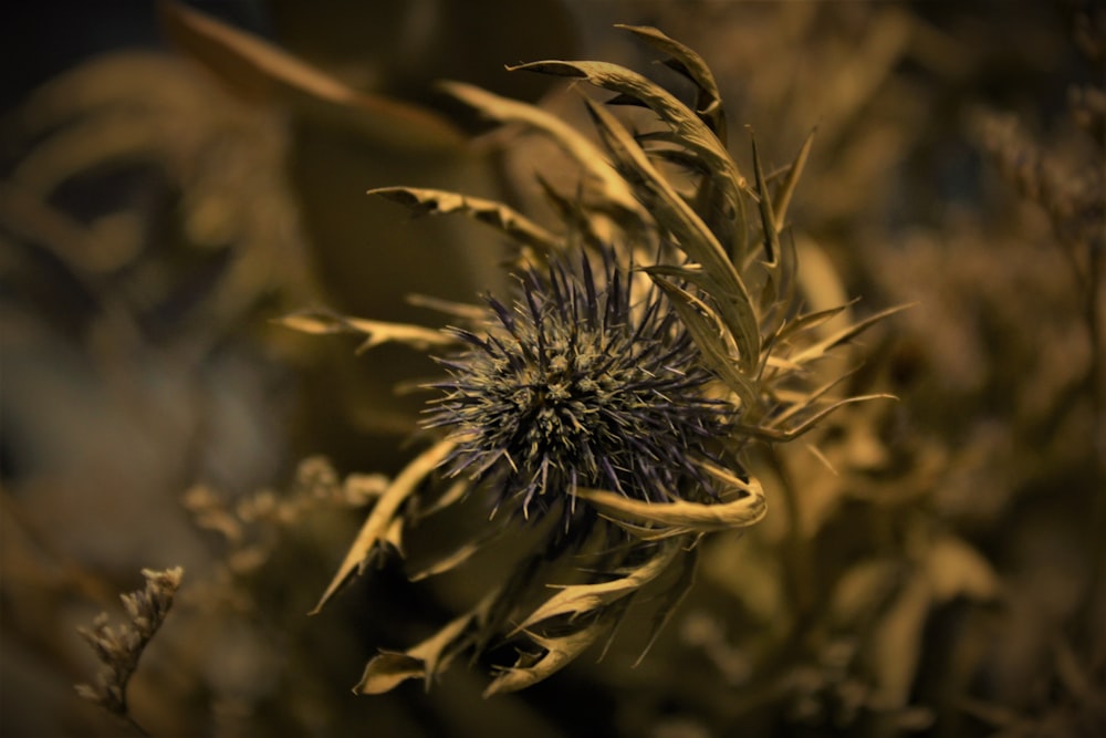 white and brown plant in close up photography