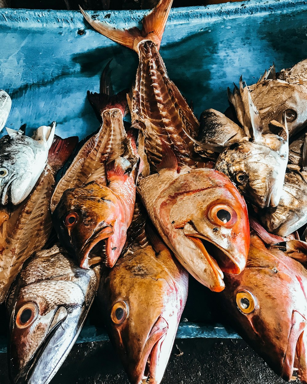 Peces en el cuerpo de agua