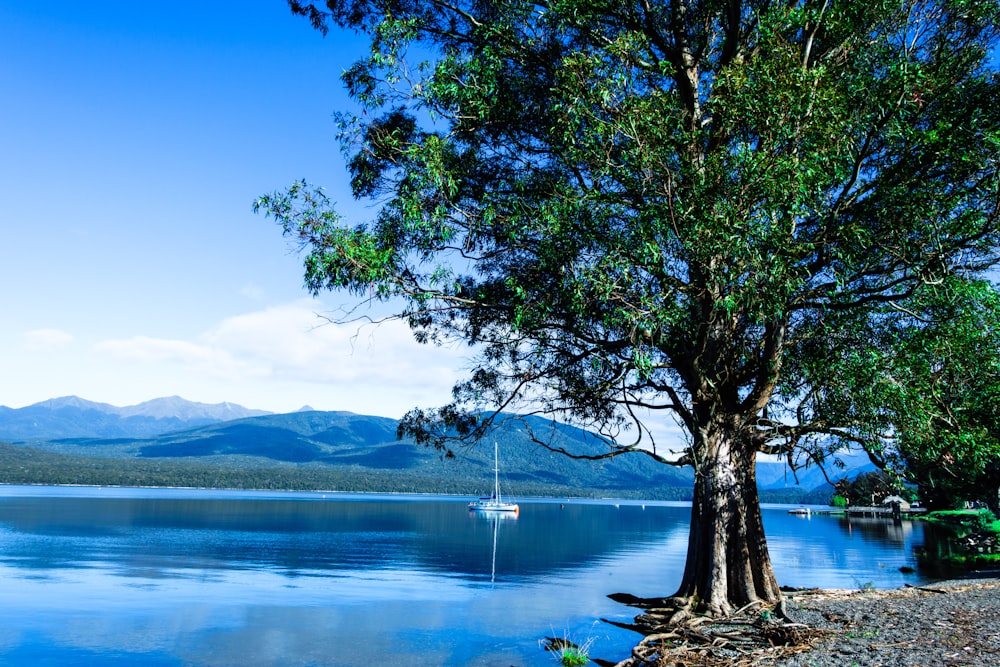 green tree near body of water during daytime