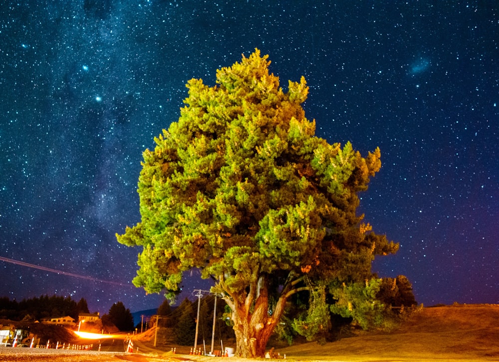 夜の緑の芝生の上の緑の木