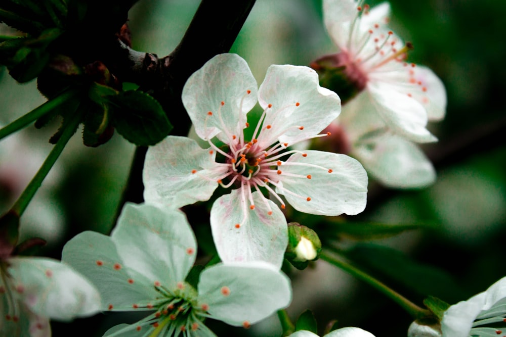 white 5 petaled flower in bloom during daytime