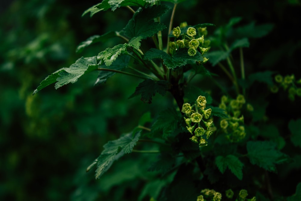 green round fruit on tree