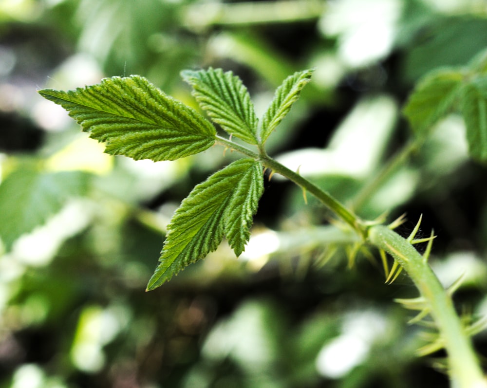 green leaf in close up photography