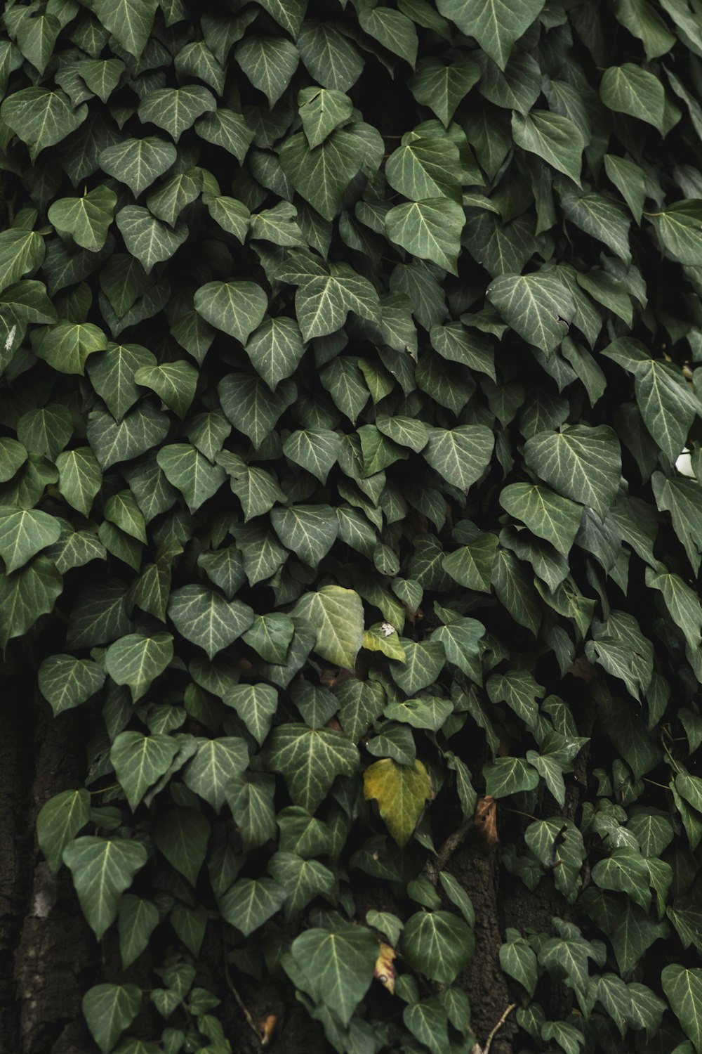 green leaves plant during daytime