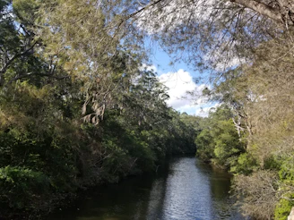 A serene river flowing through dense forest with vibrant birdlife perched on branches.