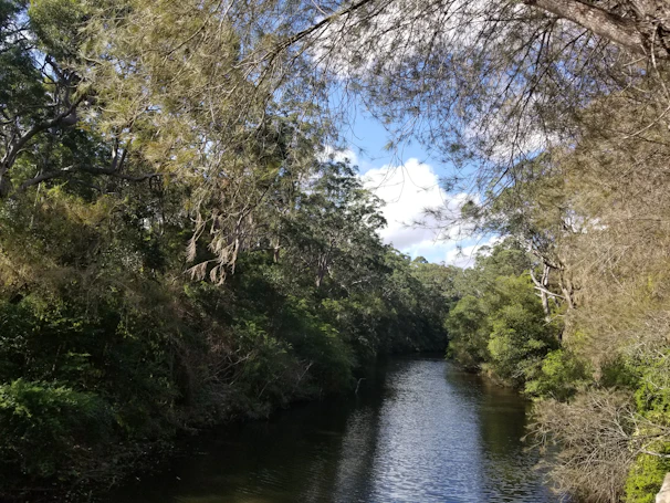 A serene river flowing through dense forest with vibrant birdlife perched on branches.