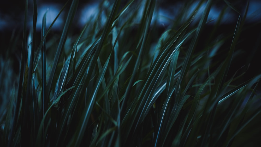 green grass in close up photography