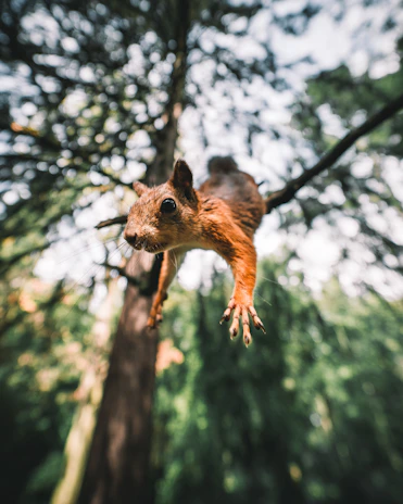 The squirrel protagonist mid-jump over a twisting branch with exaggerated, bouncy physics.