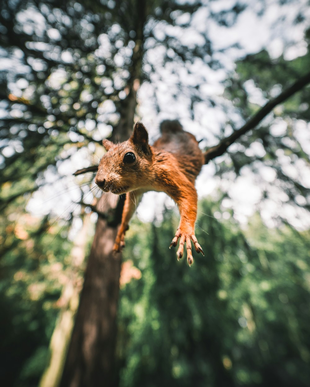 brown squirrel on tree branch during daytime