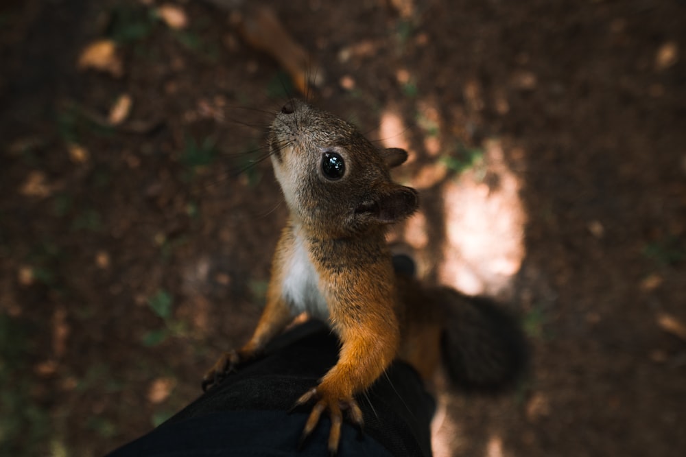 brown and white squirrel on brown tree branch during daytime