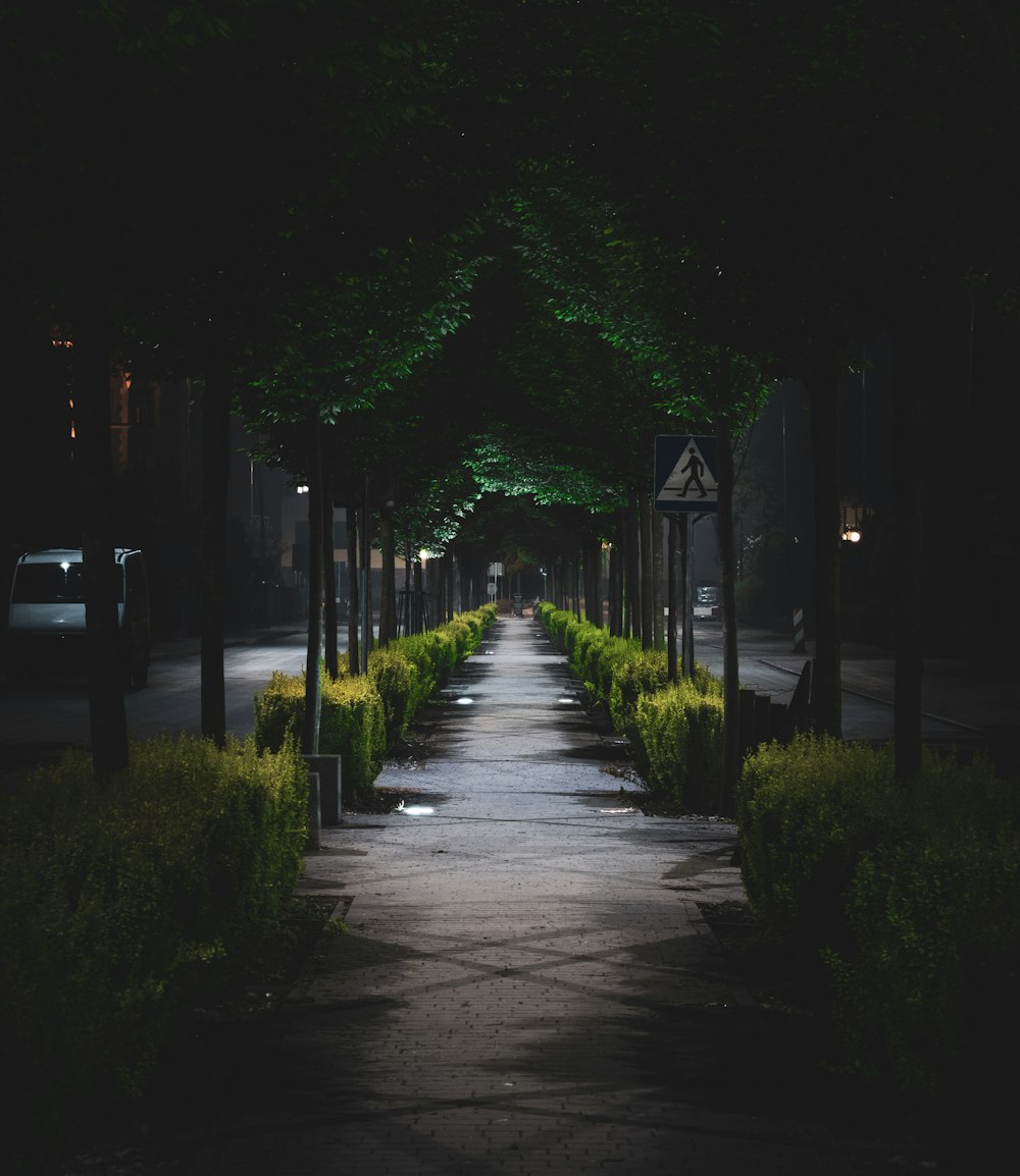 empty pathway between trees during night time