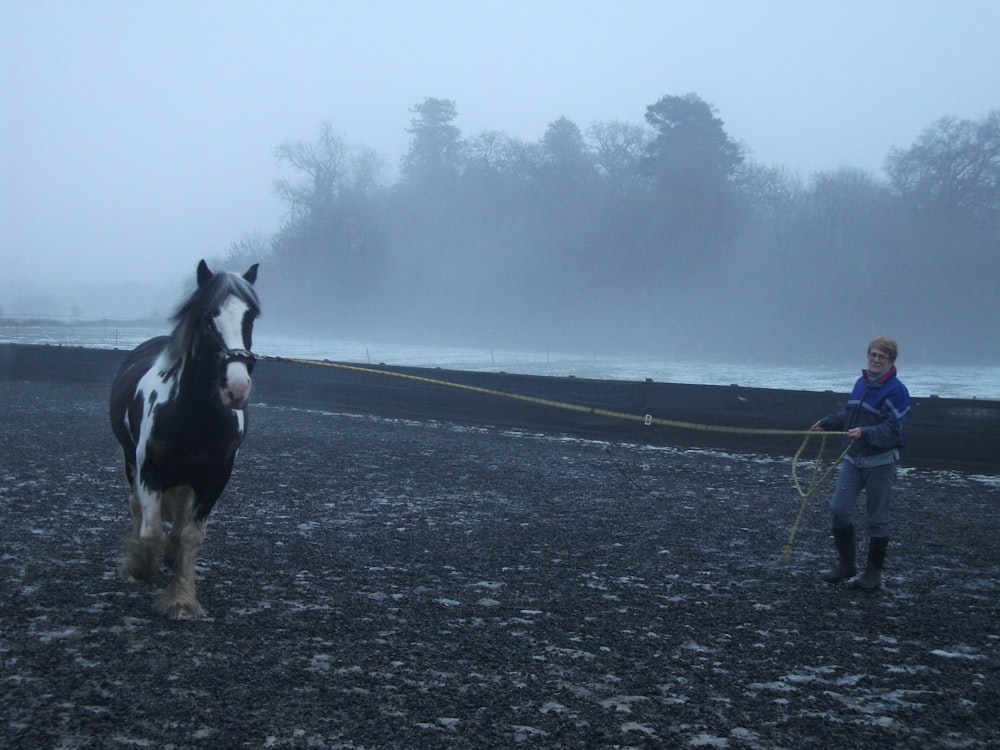 black and white horse running on gray asphalt road during daytime