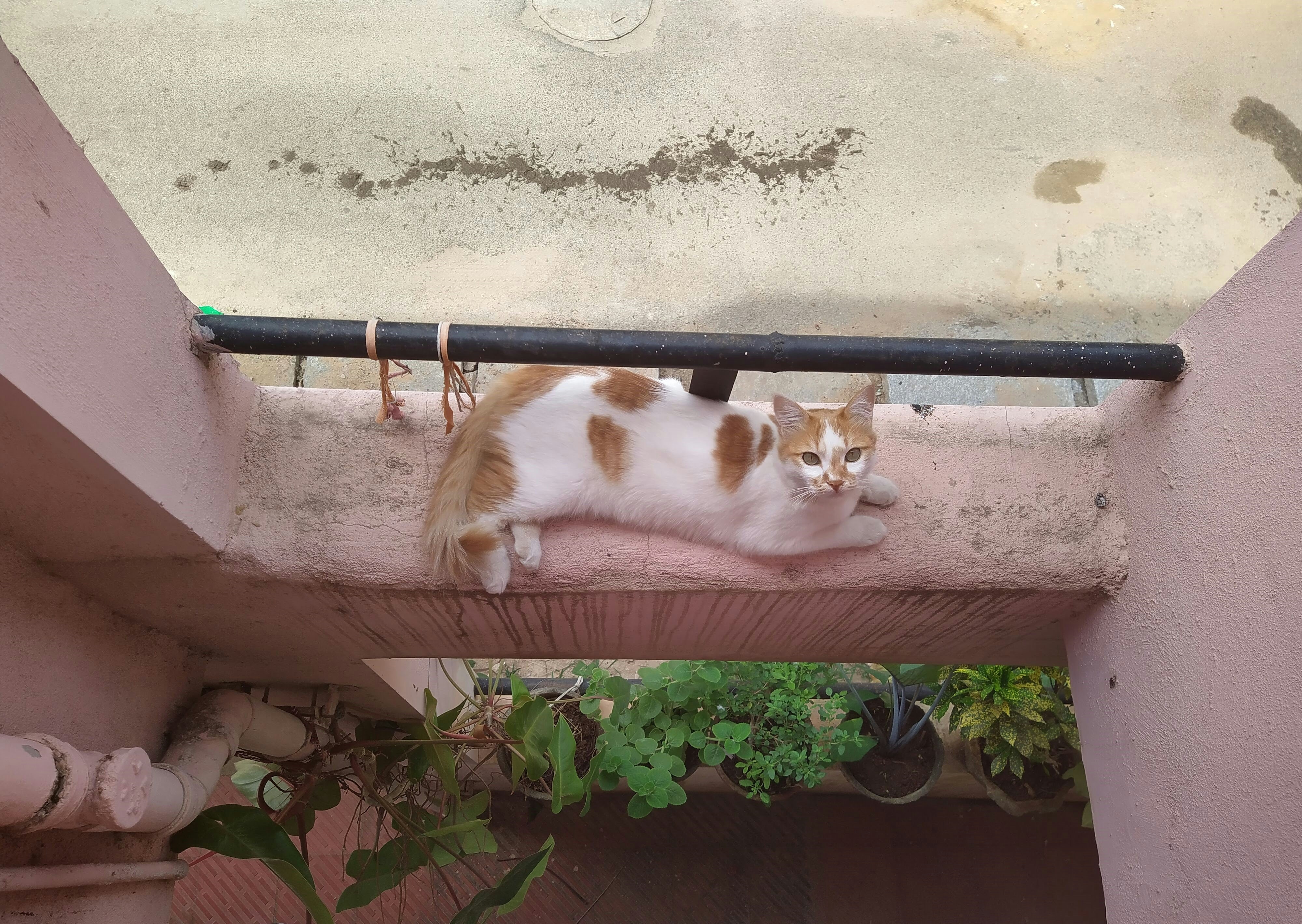 Photo by snehavalabailu