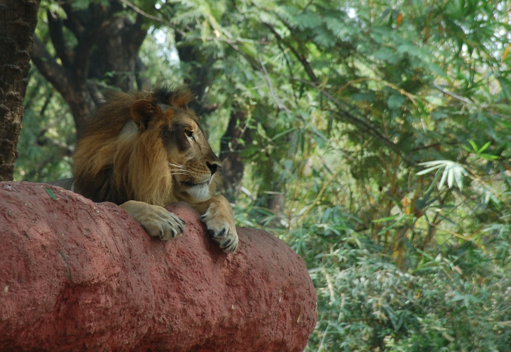 lion lying on brown rock during daytime