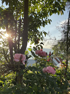 A serene garden bursting with vibrant roses under soft sunlight.