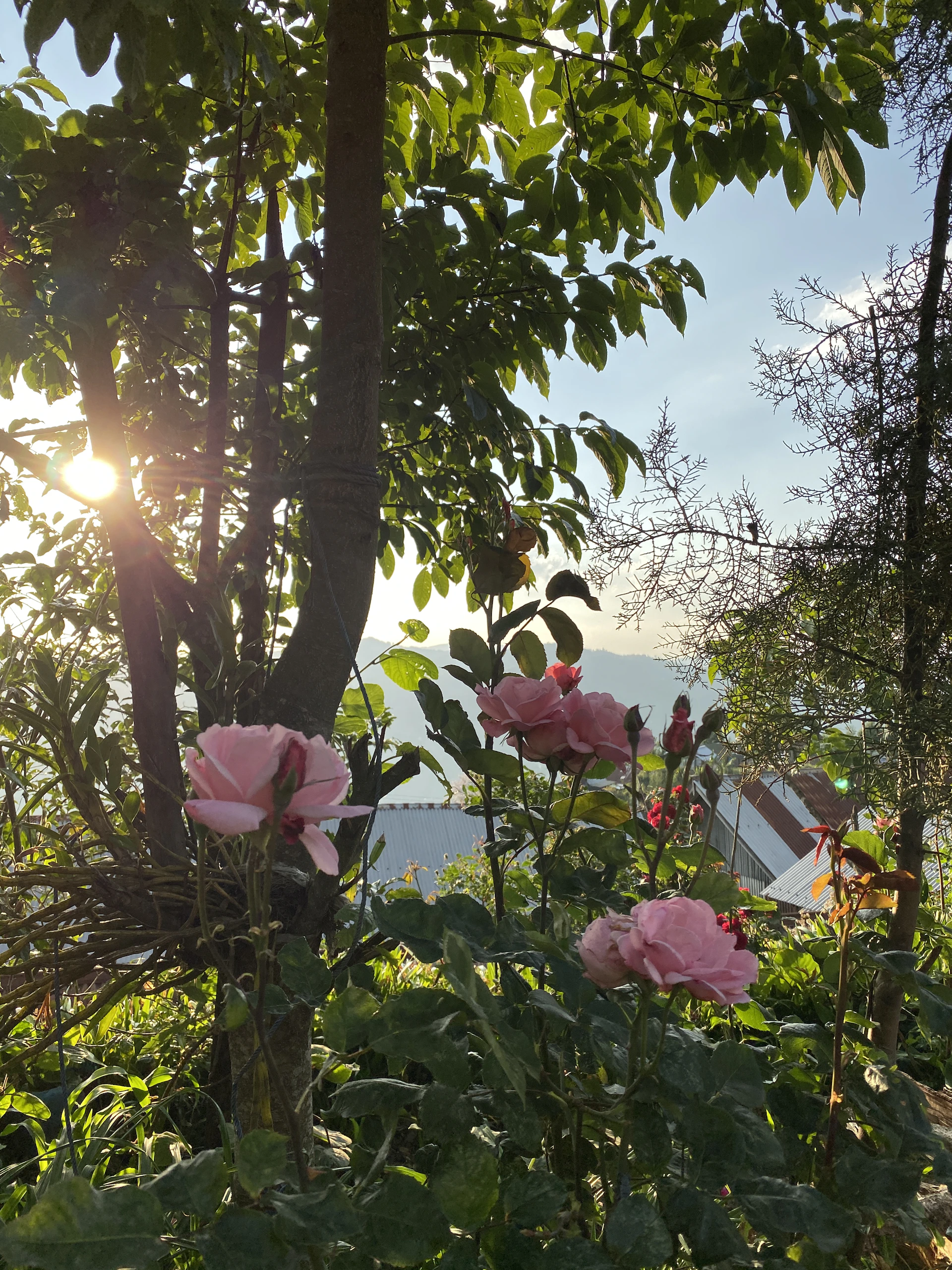 A serene garden scene at dawn, with gentle sunlight filtering through dusty rose blossoms and a woman sitting peacefully in meditation.