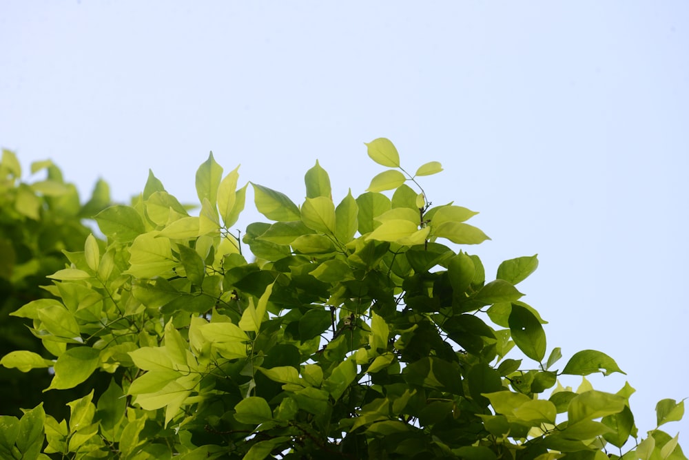 foglie verdi sotto il cielo bianco durante il giorno