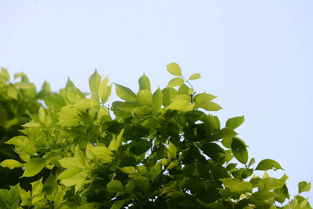 green leaves under white sky during daytime