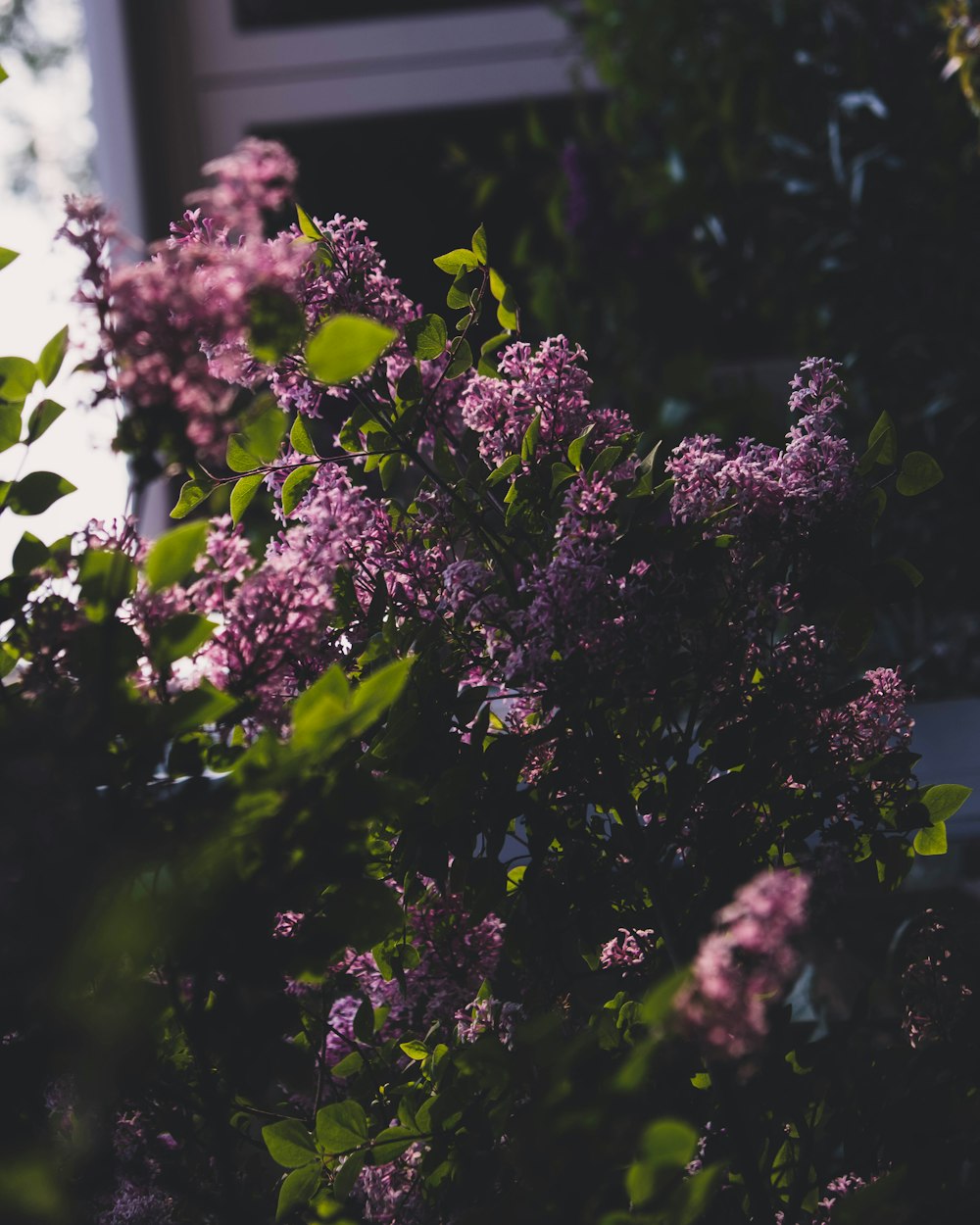 purple flowers with green leaves