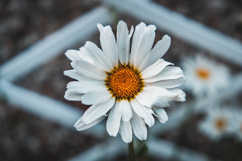 white daisy in bloom during daytime