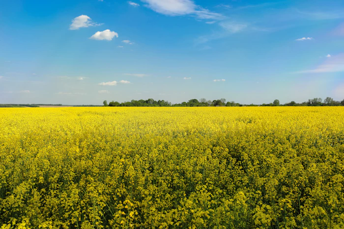 Yellow rapeseed field in bloom