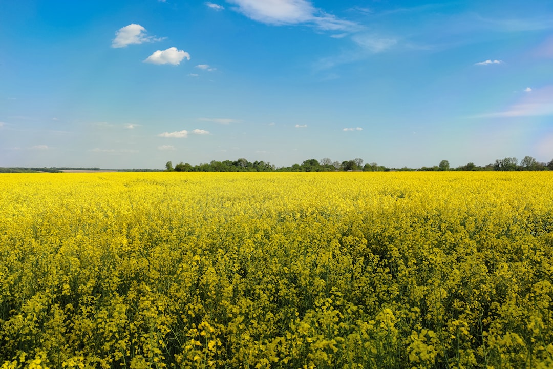 yellow flower field under blue sky during daytime