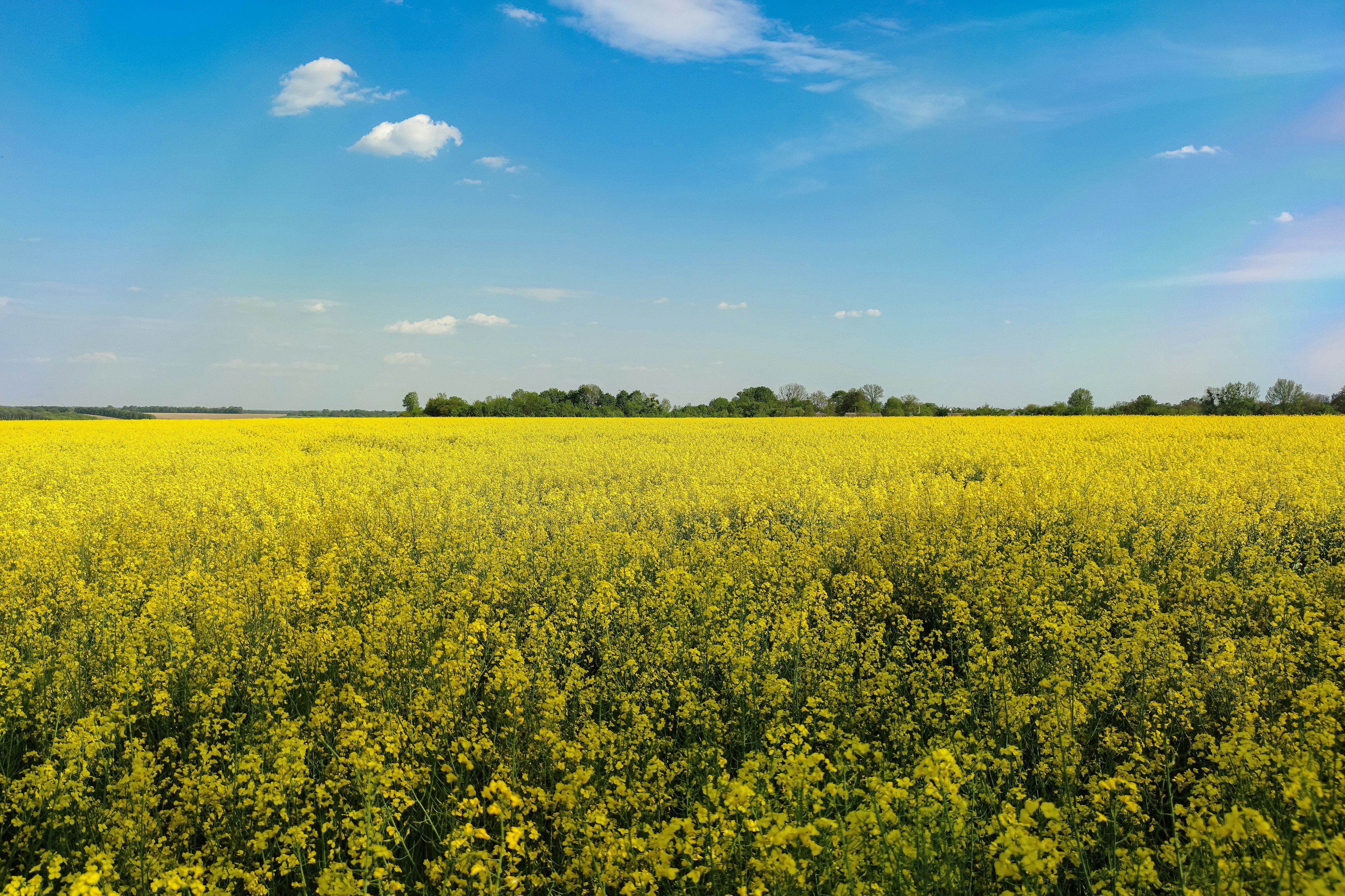 yellow flower field under blue sky during daytime