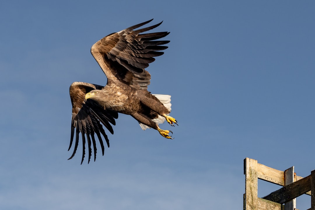 brown and white eagle flying under blue sky during daytime