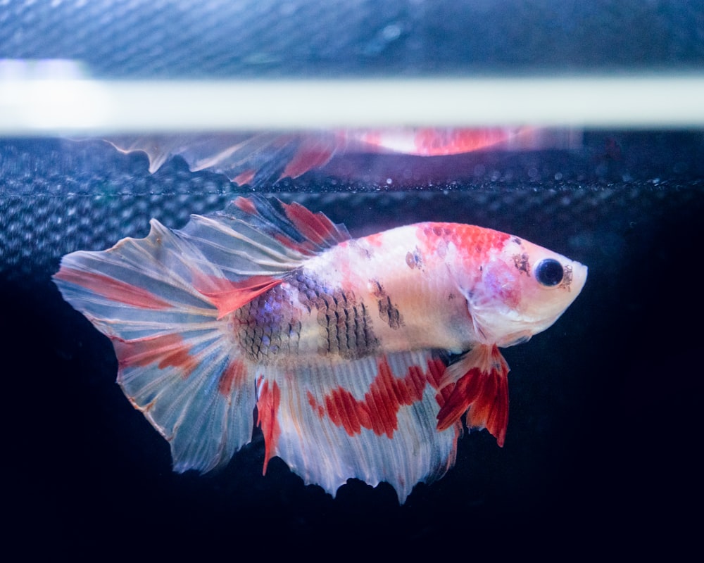 white and orange fish in water