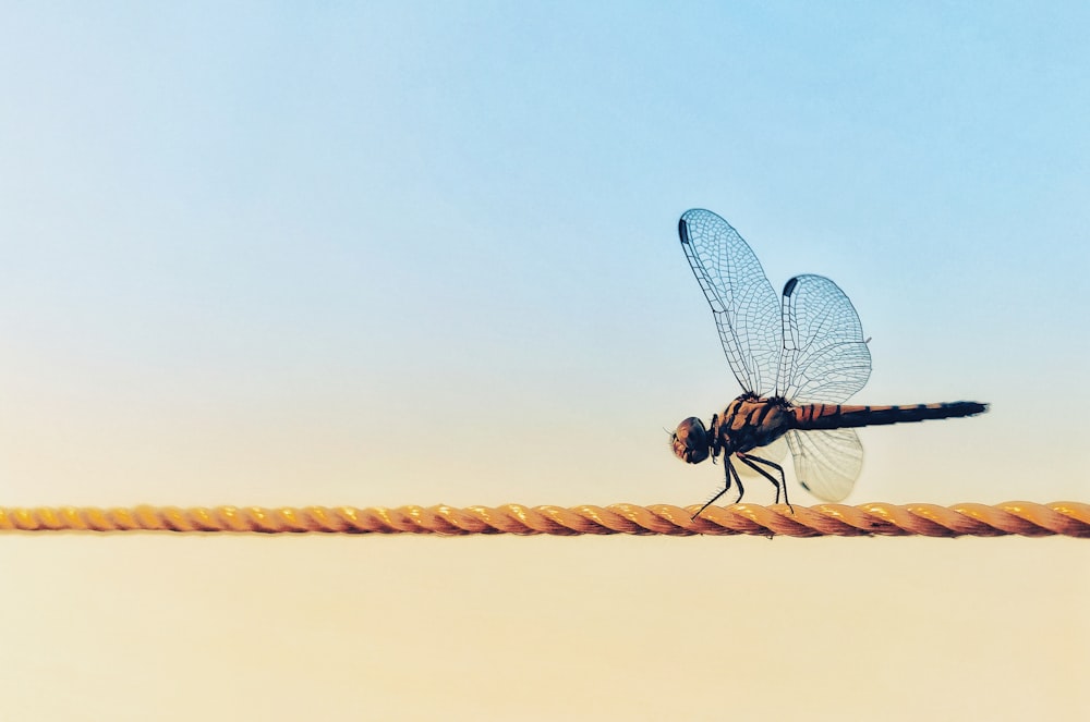 black and red dragonfly perched on brown stick