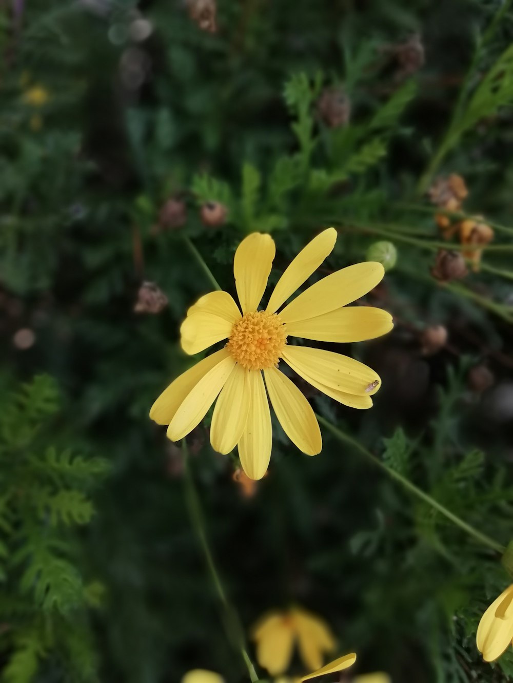 yellow flower in tilt shift lens