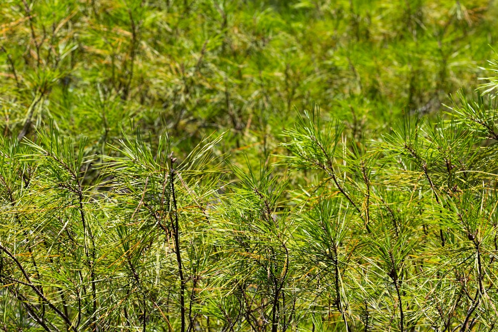 green grass field during daytime