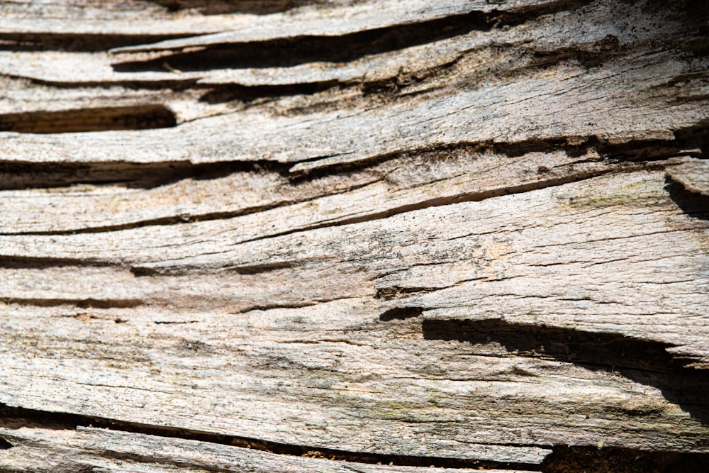 brown and black wood log