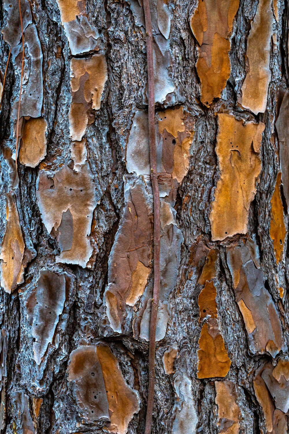 tronco de árvore marrom e branco