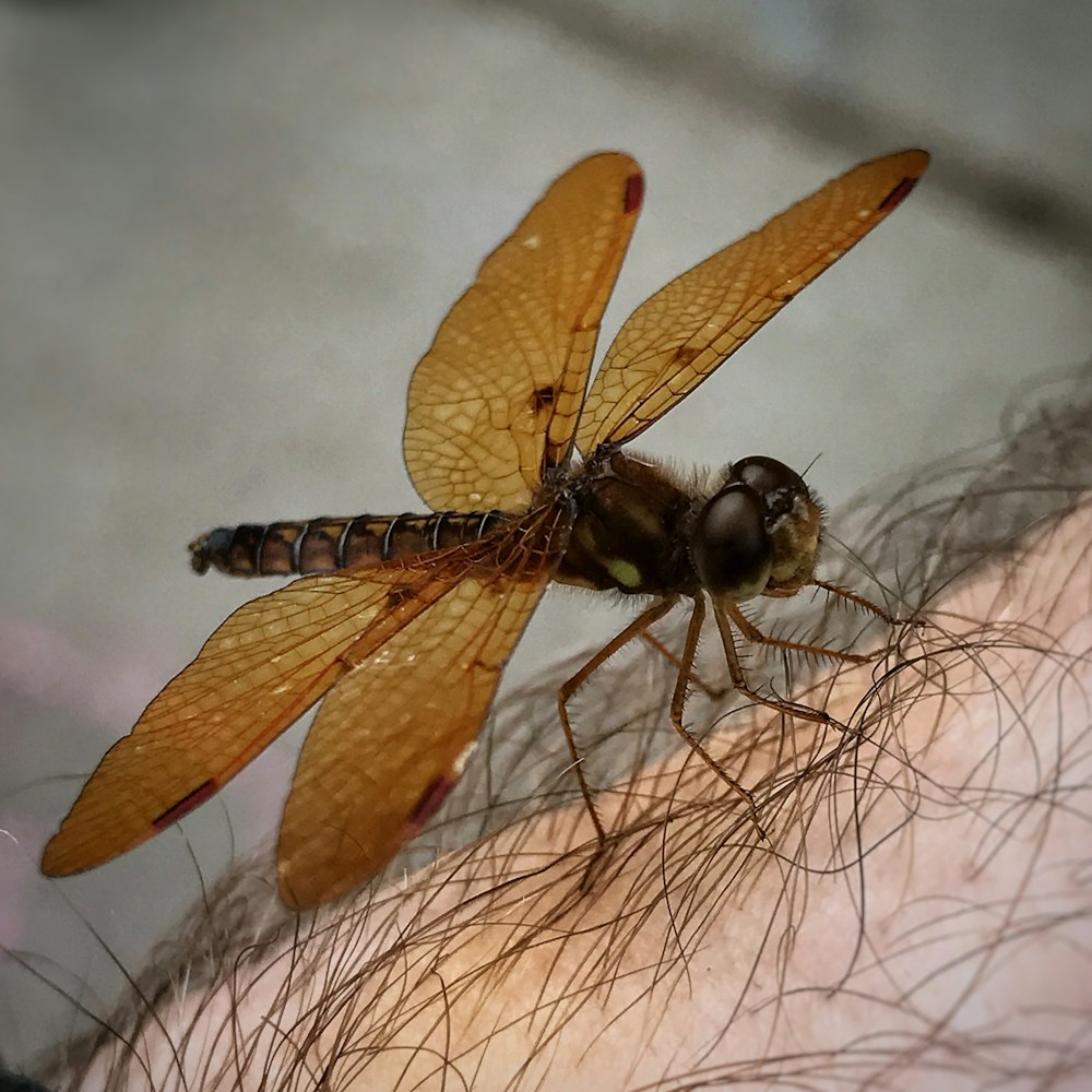 brown and black dragonfly on human hand