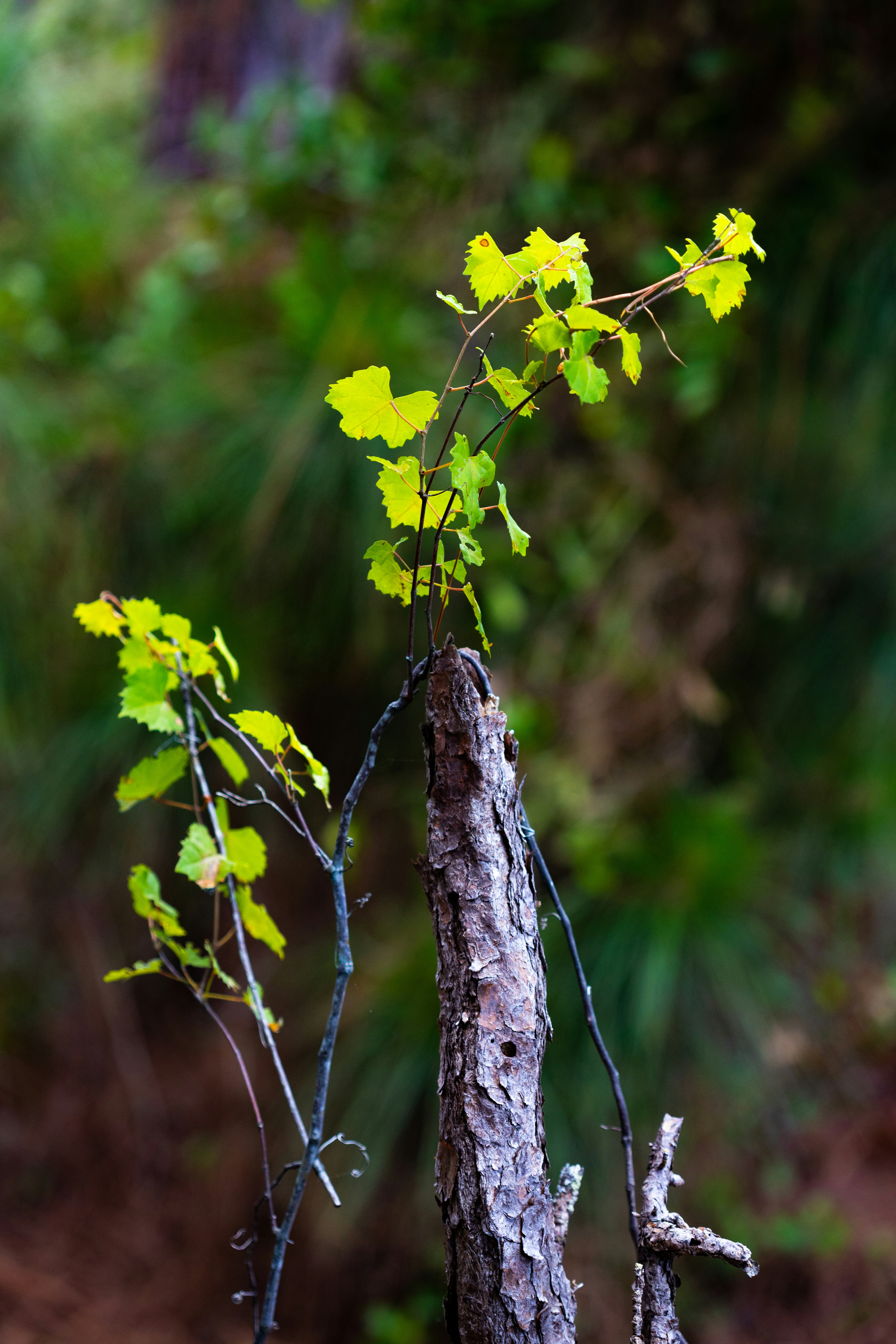 yellow flowers on brown tree branch