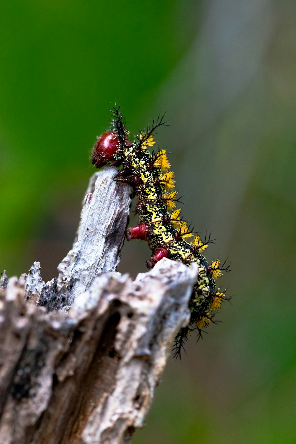 brown and black caterpillar on gray wood