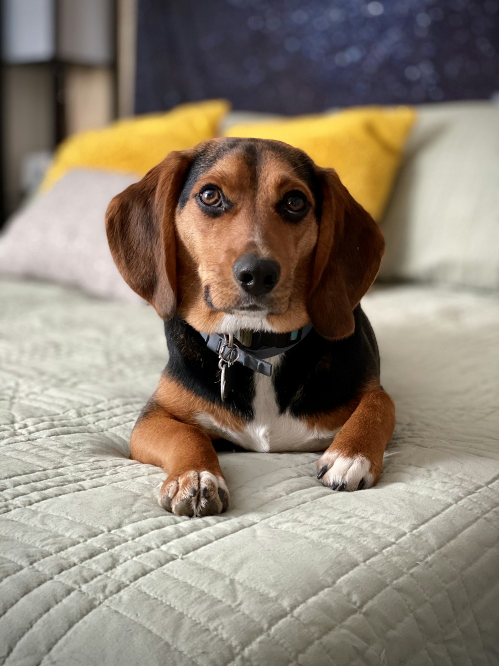 tricolor beagle on white bed