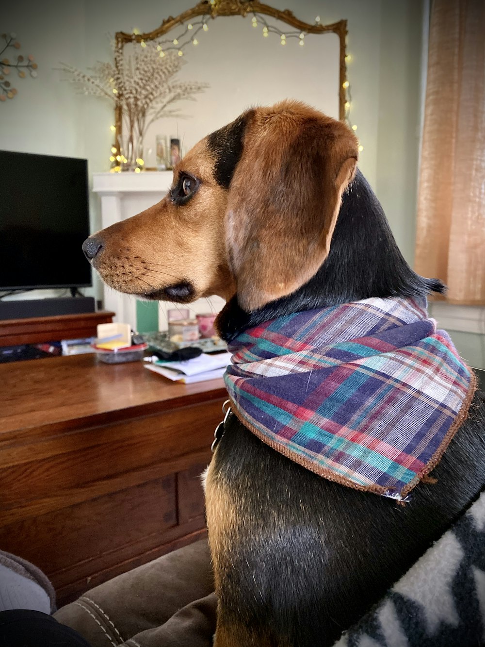 black and brown short coated dog